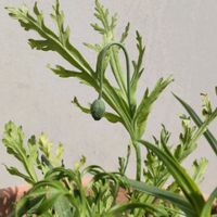 ポピー,黒花ポピー,ポピー ブラックマジック,黒花ポピー ブラックマジック,つぼみの画像