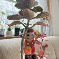 ファング,ファング,赫蓮(かくれん),赫蓮(かくれん),鉢植えの画像