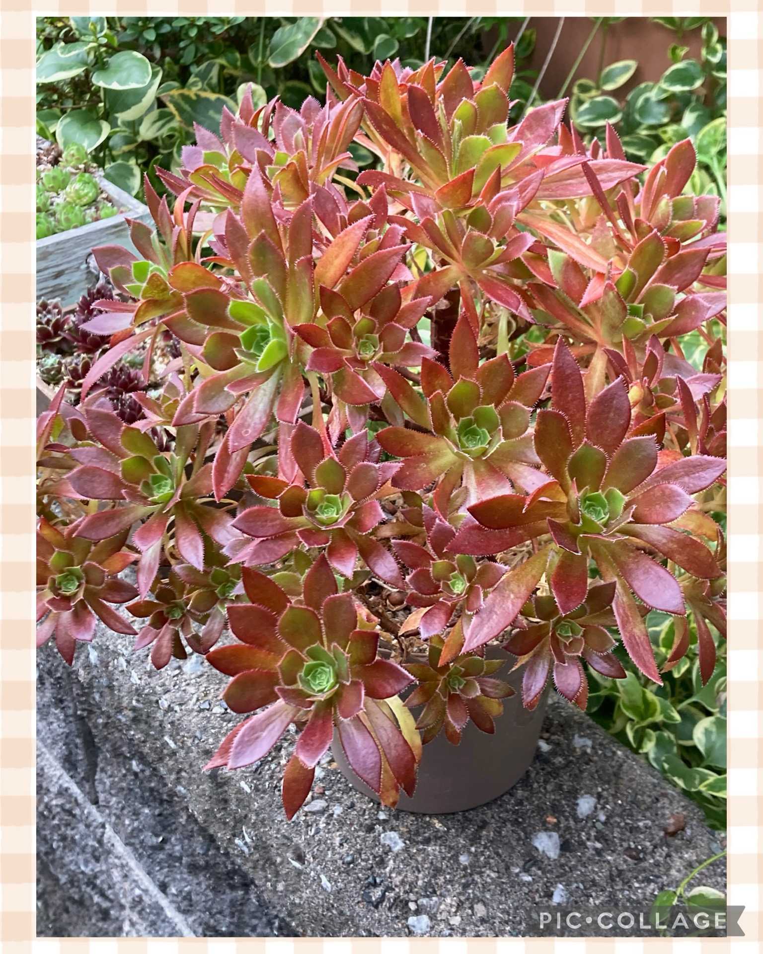 コーニッシュトリビュートの一覧｜🍀GreenSnap（グリーンスナップ）