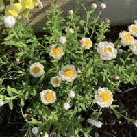 花かんざし,お花,おうち園芸,庭の画像