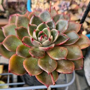 エケベリア,エケベリア ルドルフ,多肉植物,エケベリア属,多肉多肉多肉の画像