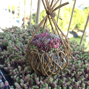 セダム,寄せ植え,多肉植物,アーティストの画像