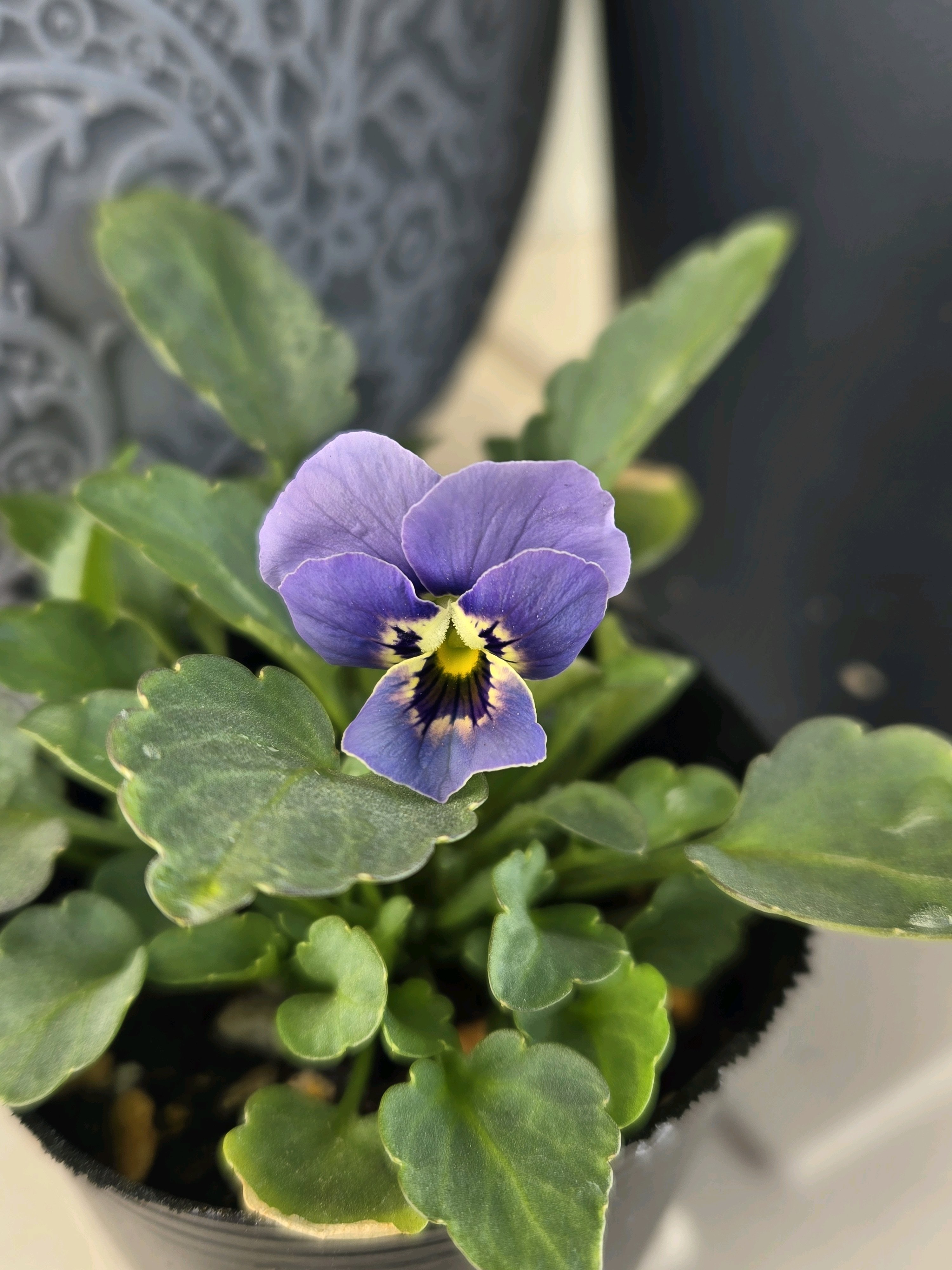 PlantLog@まとめ買い10%OFF様　確認用 予防に勝る防御なし（2025年版） - 堅牢なコードを導く様々な設計の