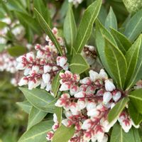 アセビ,アセビ,白花,ツツジ科の画像
