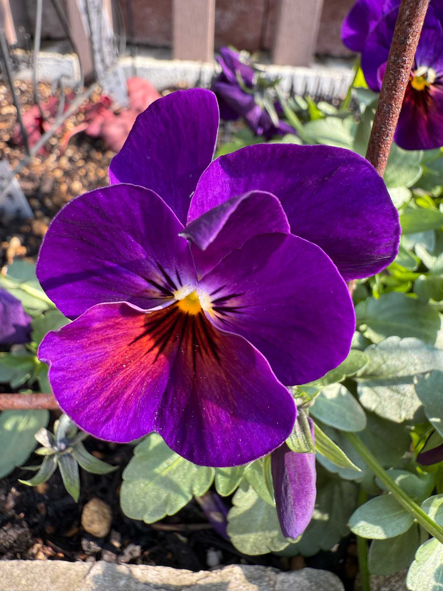 パンジー１号様　おまとめ パンジービオラ総まとめ（2025年の記録）  11月〜3月完結