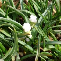 クロッカス,サイネリア,ムスカリ,タネツケバナ,繋がりに感謝✨の画像