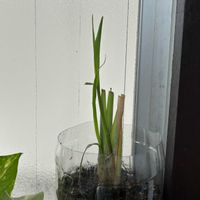 レモングラス,レモングラス,キッチン,家庭菜園の画像