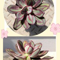 紅司,エケベリア属,今日の一枚,花のある暮らし,カッコいいの画像