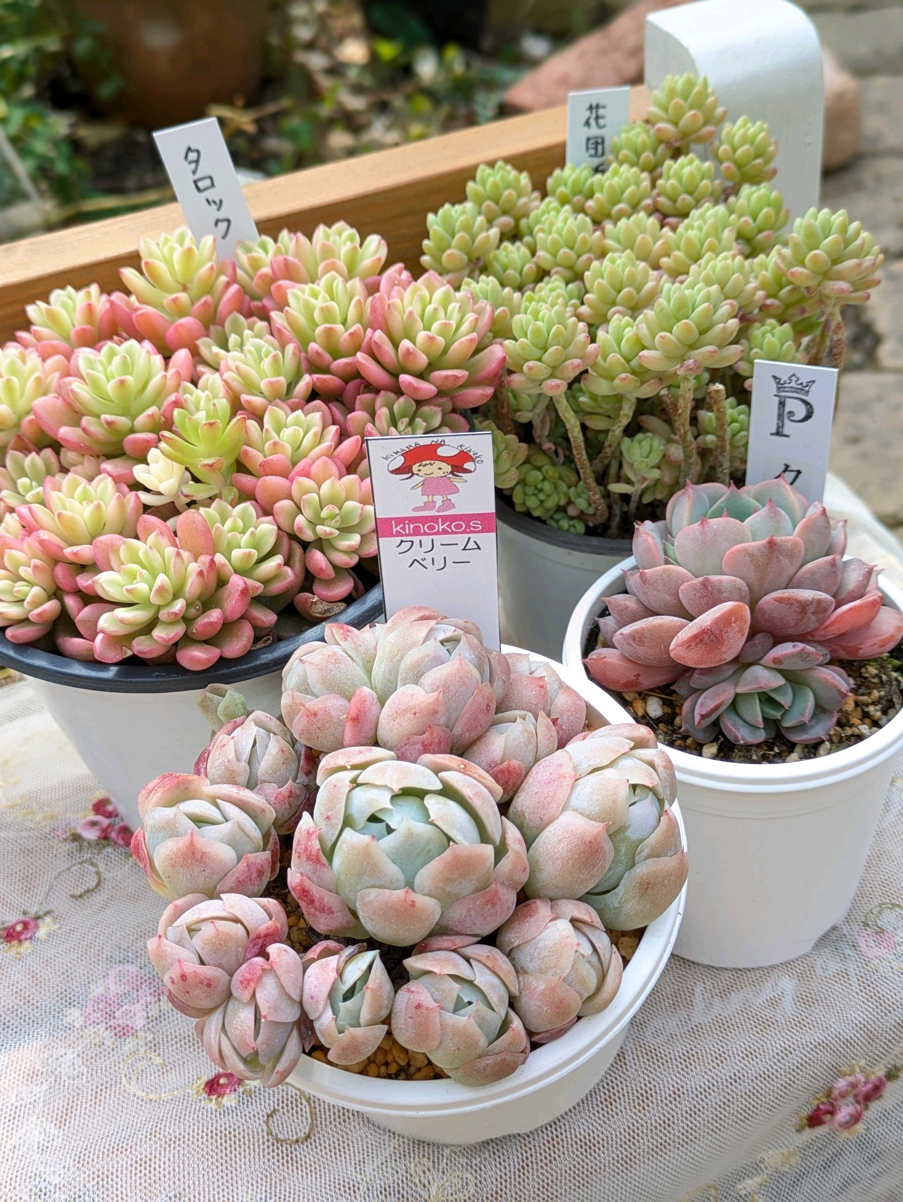 花団錦の一覧｜🍀GreenSnap（グリーンスナップ）