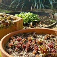 センベルビウム,みやこわすれ,多肉植物,センペルビウム属,今朝の庭。の画像