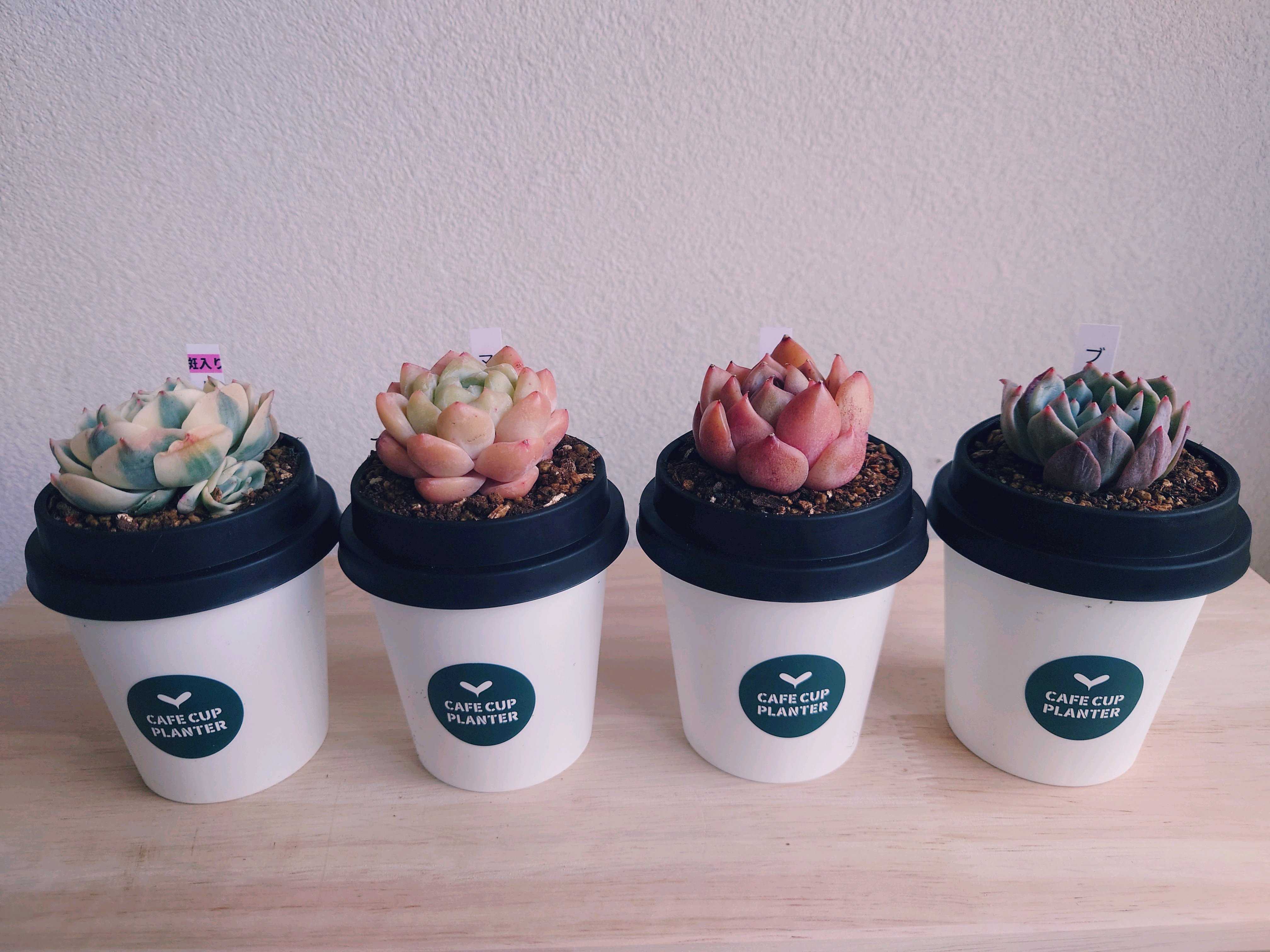 韓国苗 バイキング ♡ ALL 500円 ♡