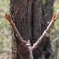 アセビ,カシワバアジサイ,ピンク雪柳,ピンクユキヤナギ,ピンクの花の画像
