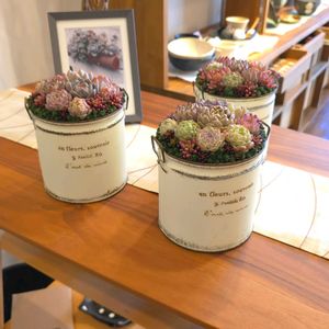 セダム,寄せ植え,多肉植物,アーティストの画像