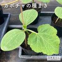 かぼちゃ,植物のある暮らし,自然のある暮らし,家庭菜園奮闘日記,おうちde菜園の画像