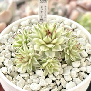 センペルビウム メテニアナム錦,センペルビウム メッテニー錦,成長記録 メテニアナム錦,斑入り多肉,神奈川タニラーの画像