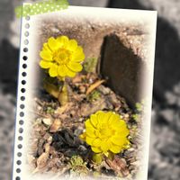 ポトス,福寿草,めだか,春が来た,わんわんものがたりの画像