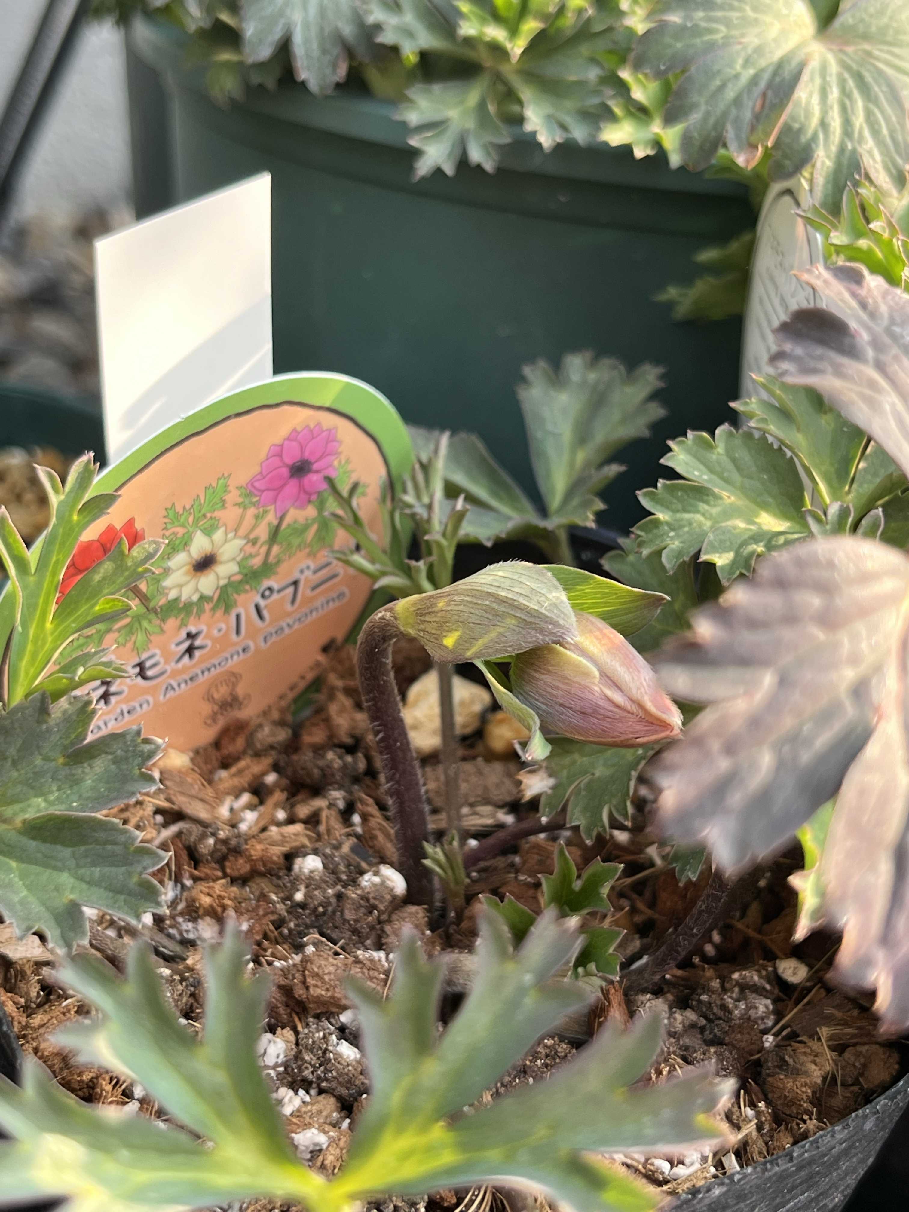 アネモネ パブニナの一覧|🍀GreenSnap(グリーンスナップ) アネモネ パブニナの一覧|🍀GreenSnap(グリーンスナップ)