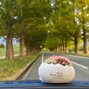 セダム,寄せ植え,多肉植物,アーティストの画像