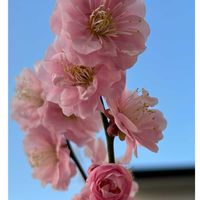 ウメ,ボケ,サギナ,梅(うめ),苔 (コケ)の画像