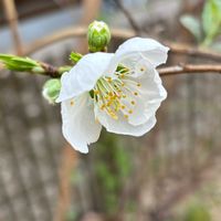 ハナモモ,ヒマラヤユキノシタ,ムスカリ,白菜,プシュキニアの画像