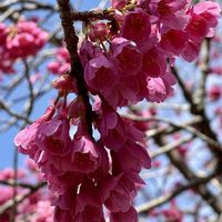 サクラ,トサミズキ,ミツマタ,ムラサキハナナ,赤花ミツマタの画像