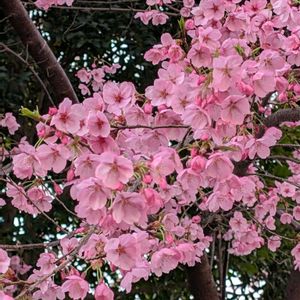 オカメザクラ,サクラ,サトザクラ,カンヒザクラの画像