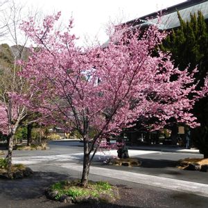 オカメザクラ,サクラ,桜,ピンク色の花,今日のお花の画像
