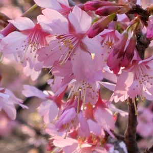 オカメザクラ,カワヅザクラ,GSに感謝。,今日のお花,植物観察の画像