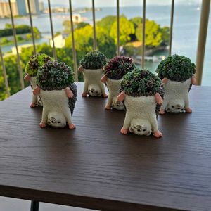 セダム,寄せ植え,多肉植物,アーティストの画像