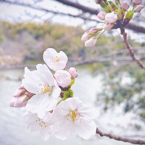 オカメザクラ,ソメイヨシノ,枝垂れ桜,ヤマザクラの画像
