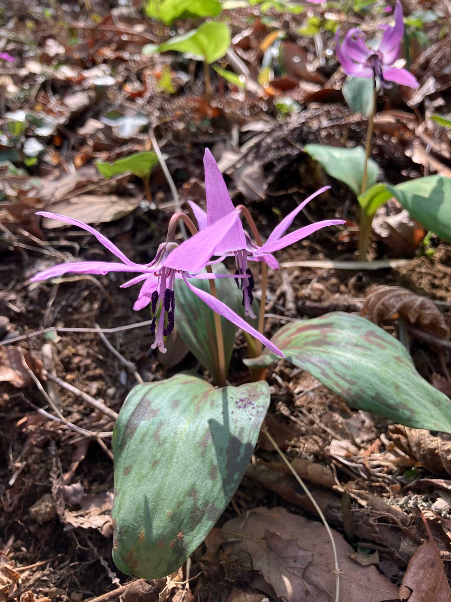 カタクリ白花　山野草 山野草 日本カタクリ 青軸白花 路傍の花：シロバナカタクリ | ヨシノ備忘録