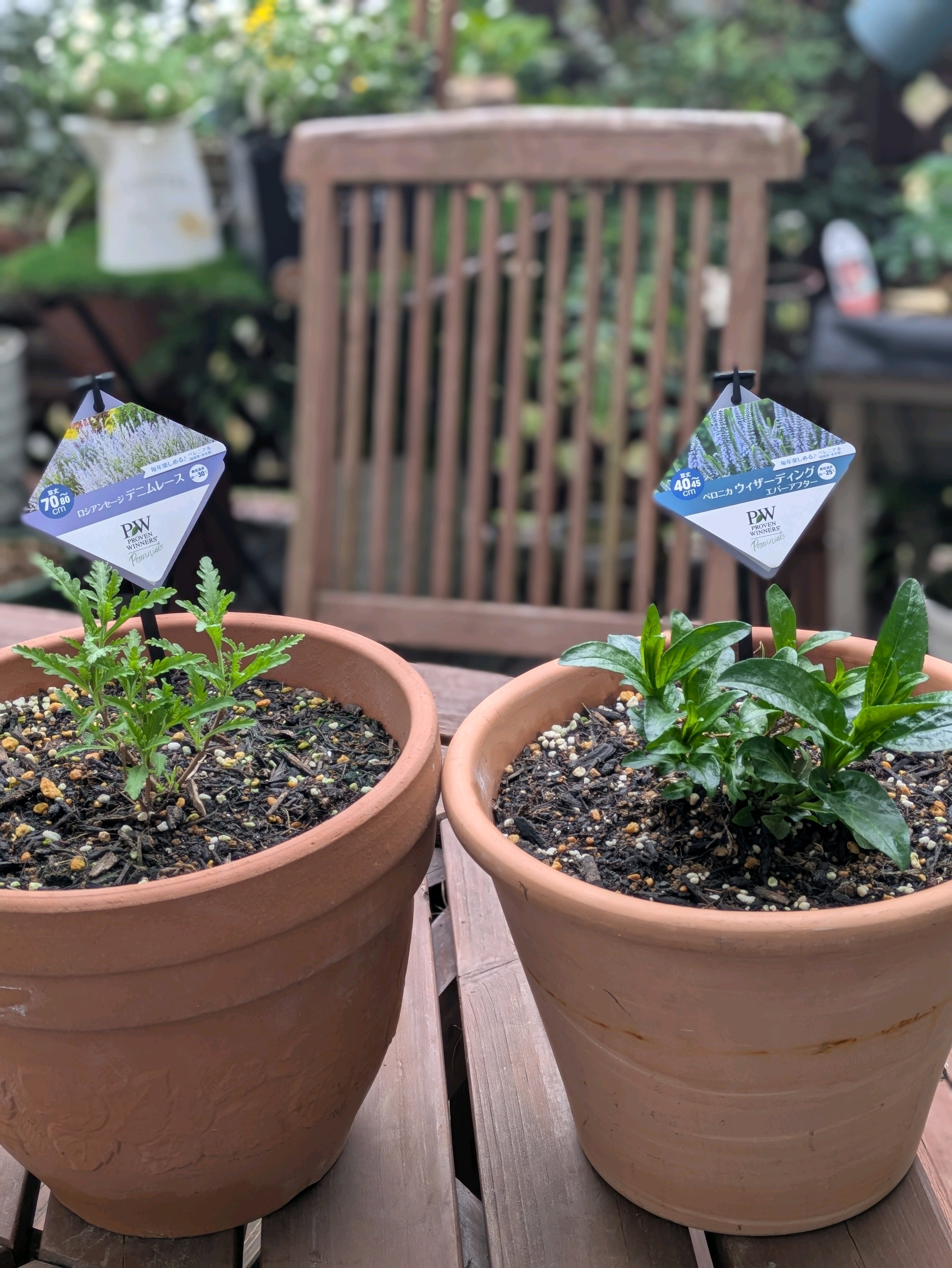 pwアンバサダー2024秋｜🍀GreenSnap（グリーンスナップ）