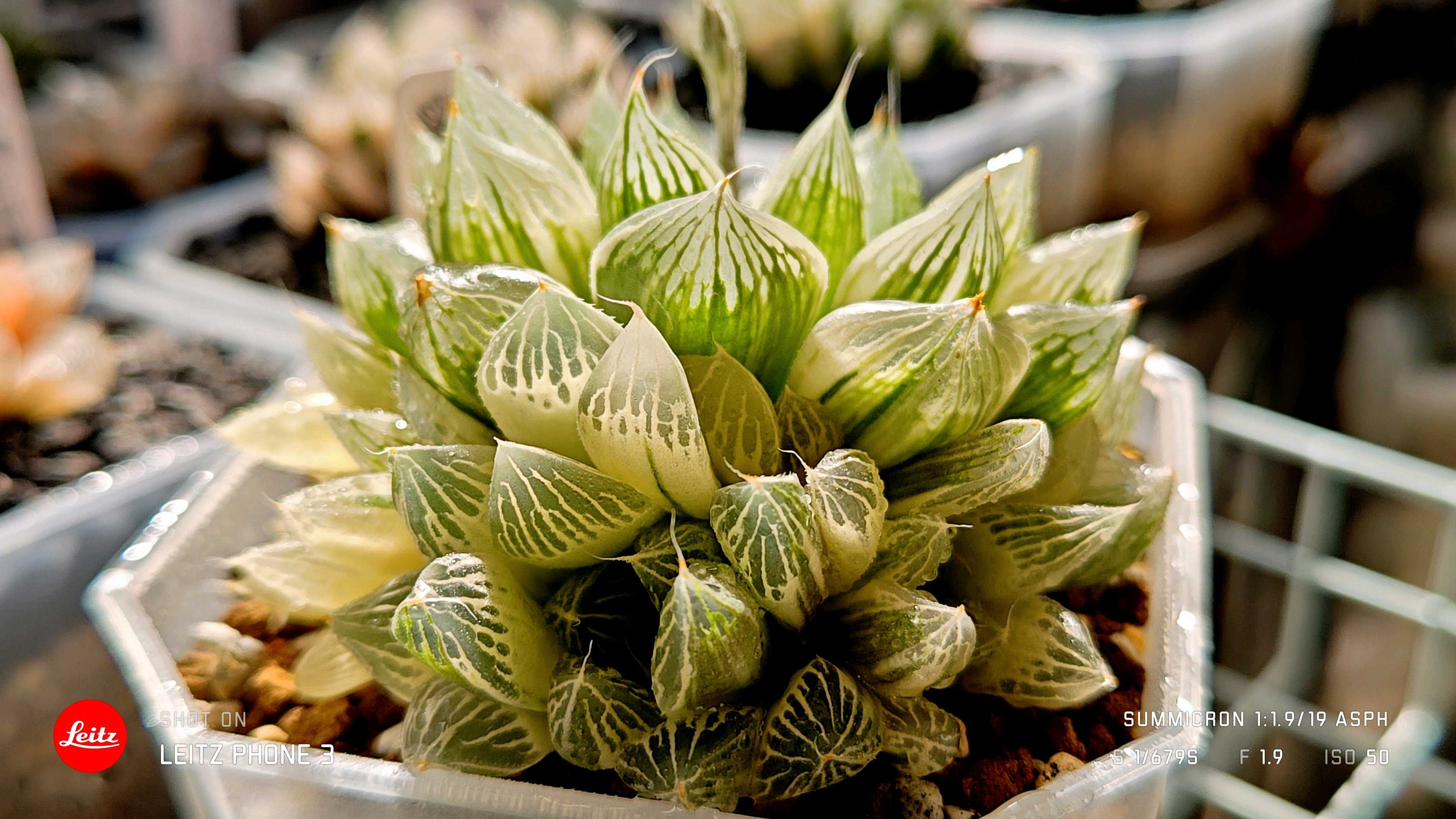 ハオルチア白蛇伝の一覧｜🍀GreenSnap（グリーンスナップ）