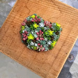 セダム,寄せ植え,多肉植物,アーティストの画像