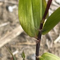 クロチク,山野草,イネ科,里山,お出かけ先の画像