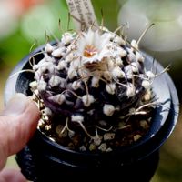 烏丸,Turbinicarpus polaskii,Trubinicarpus schmiedickeanus var.schwarzii,カクタス広瀬,実生株の画像