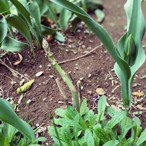 チューリップ,ワスレナグサ,アスパラガス,春野菜,家庭菜園の画像