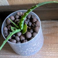 キダチアロエ,キダチアロエ　葉挿しの画像