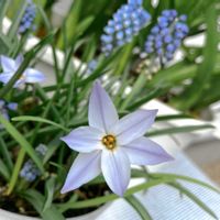 ハナニラ,ムスカリ,花のある暮らし,はるが来た！,球根の寄せ植えの画像