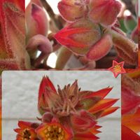 錦晃星,心に笑顔の花を,金曜日の蕾たちの画像