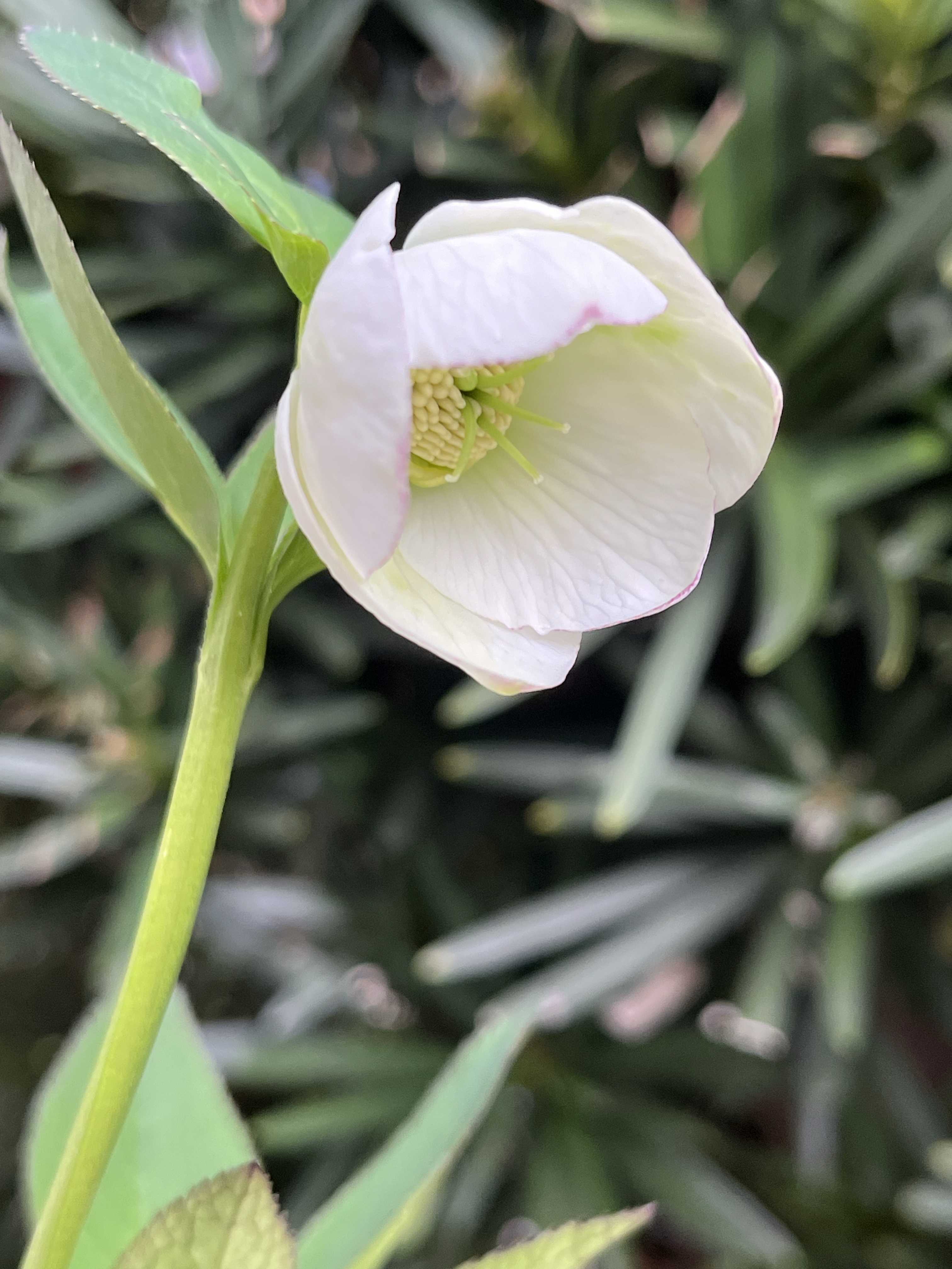 大木ナーサリーの一覧|🍀GreenSnap(グリーンスナップ) 大木ナーサリーの一覧|🍀GreenSnap(グリーンスナップ)