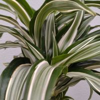 ドラセナ,ドラセナ ジェードジュエル,観葉植物の画像