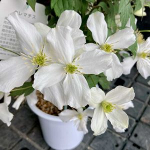 クレマチス,クレマチス モンタナ,お花屋さんの画像