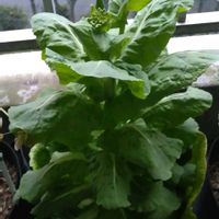 白菜,白菜の菜の花,おおきくなったね♡,日々の成長を記録記録！^ ^,おうち園芸の画像