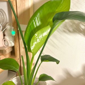 ストレリチア オーガスタ,観葉植物,初心者の画像
