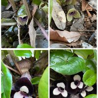 バニラ,バニラ,パンダ寒葵,パンダ寒葵,オオバカンアオイの画像