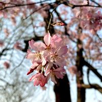 しだれ梅の画像