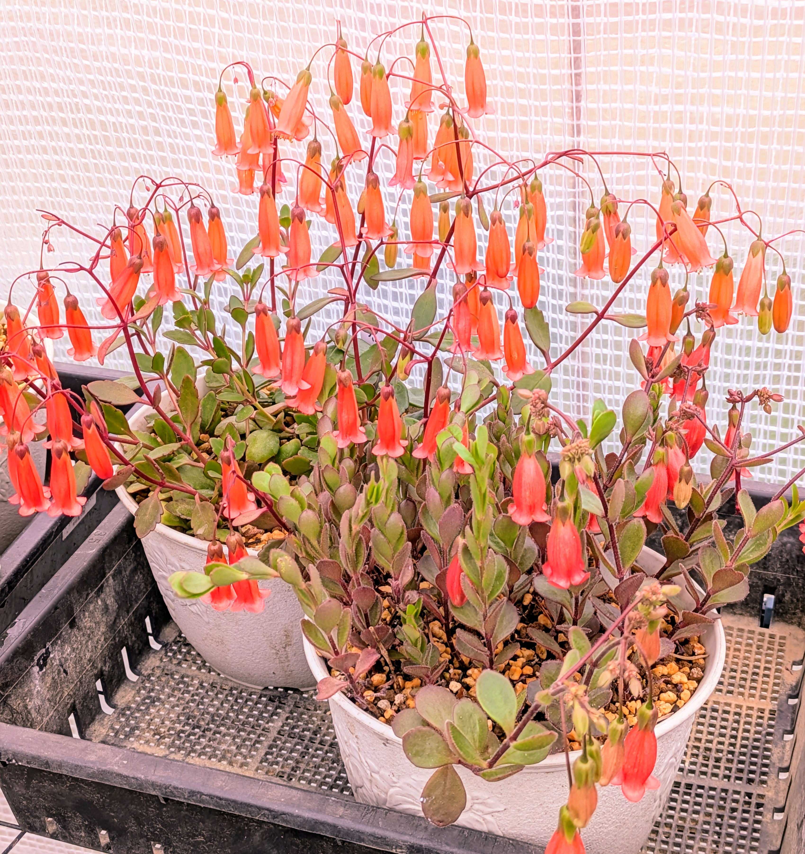 テッサの育て方｜季節ごとの注意すべきポイントは？｜🍀GreenSnap