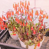 紅提灯,カランコエ テッサ,多肉植物,カランコエ属,多肉中毒の画像