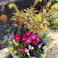 サントリナ,ビオラ,アルテミシア,ユーフォルビア ゴールデンレインボー,寄せ植えの画像